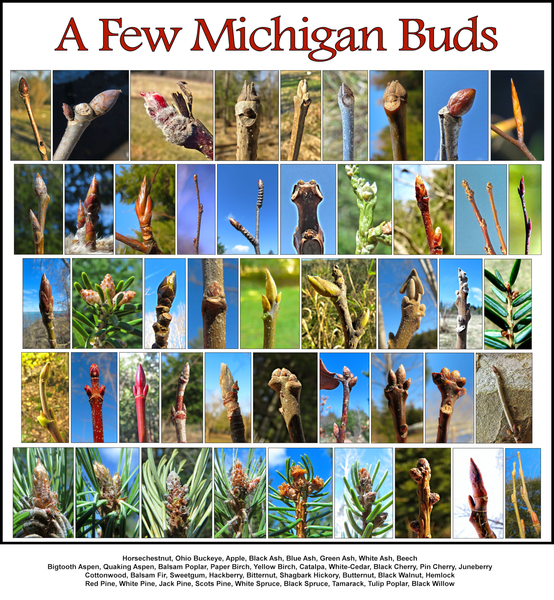 MSU Extension bulletin highlights alternatives to blue spruce